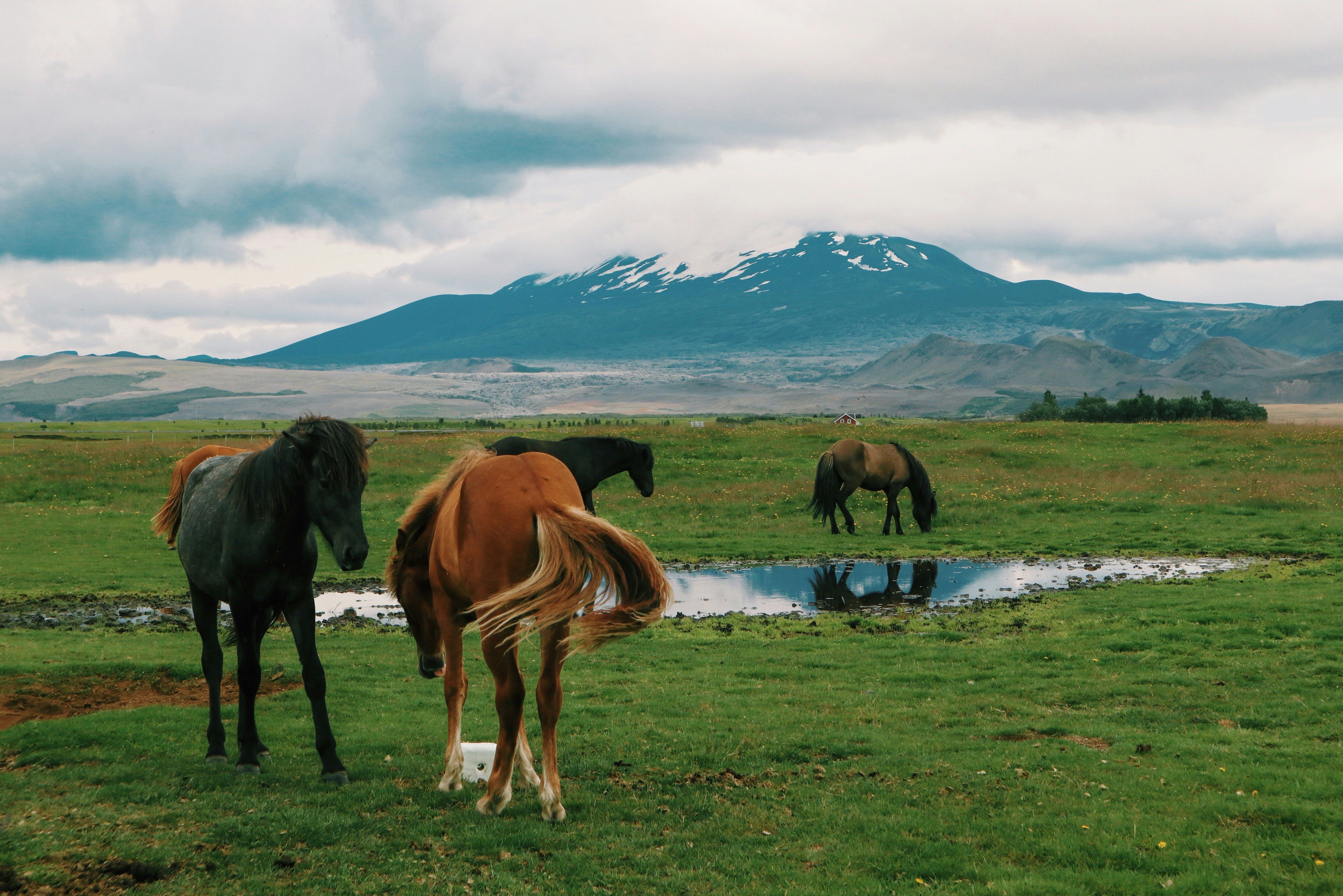horses on green pasture with mountain background